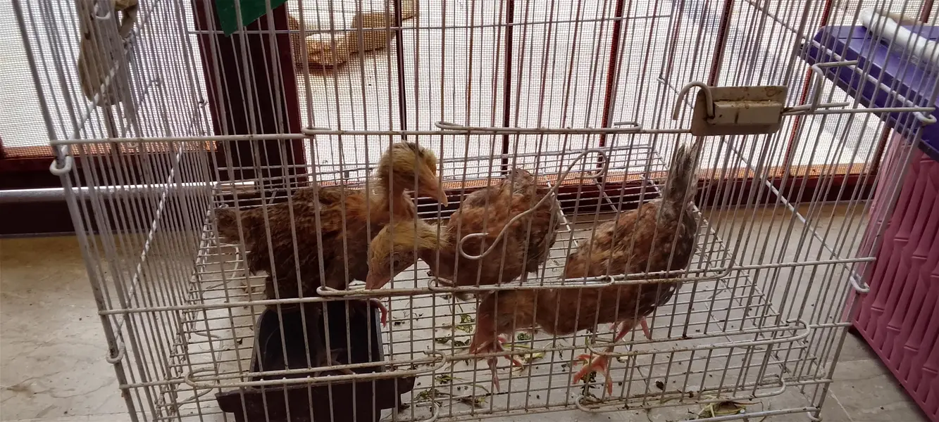 Desi chicks chozay — photo 6