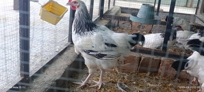 healthy birds no advance money