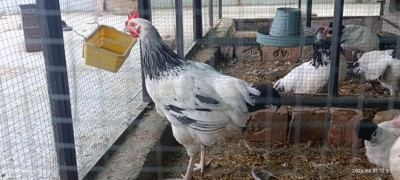 healthy birds no advance money — photo 2
