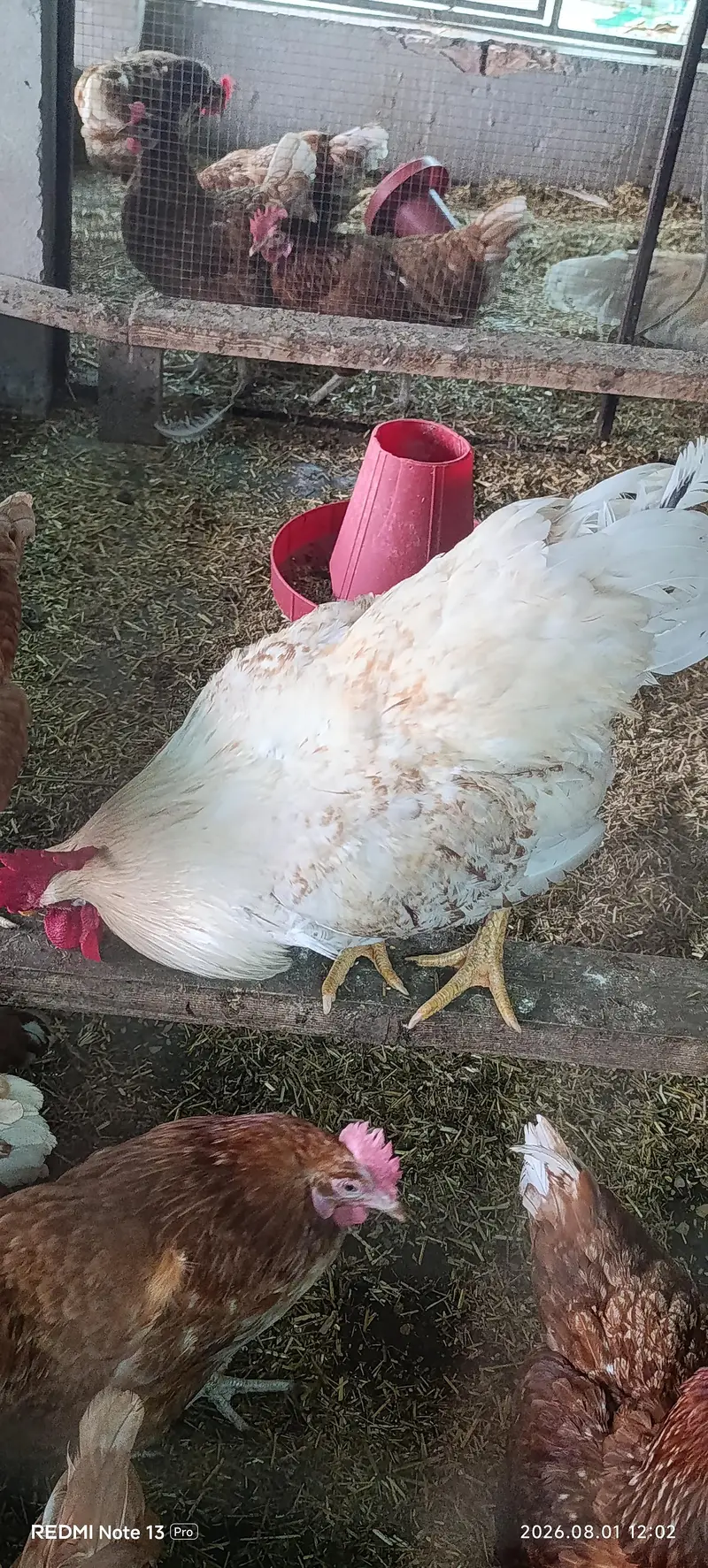 healthy birds no advance money — photo 4