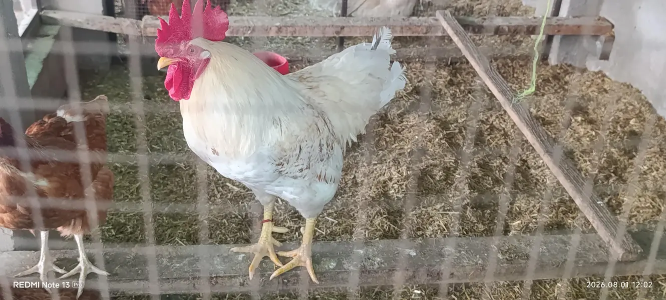 healthy birds no advance money — photo 5