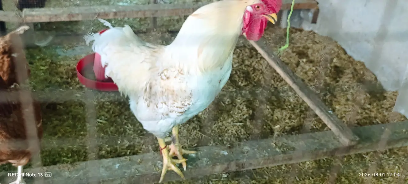 healthy birds no advance money — photo 7