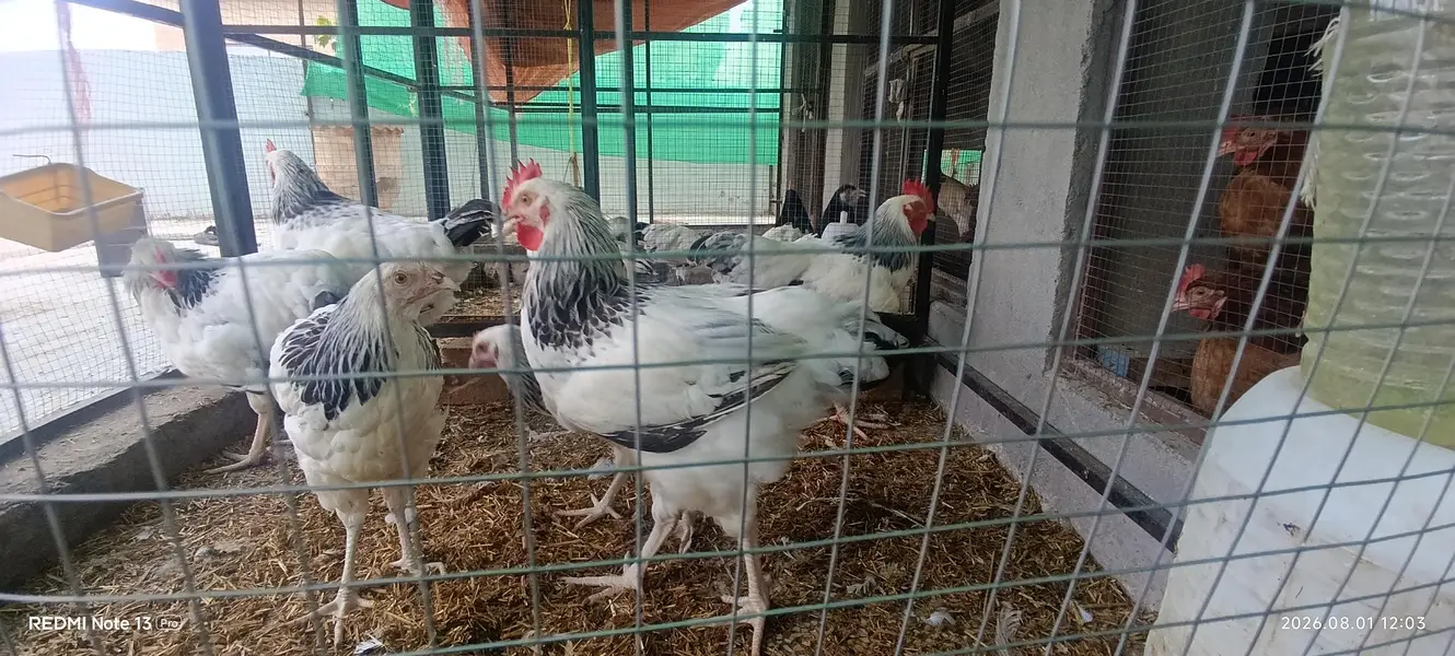 healthy birds no advance money — photo 8