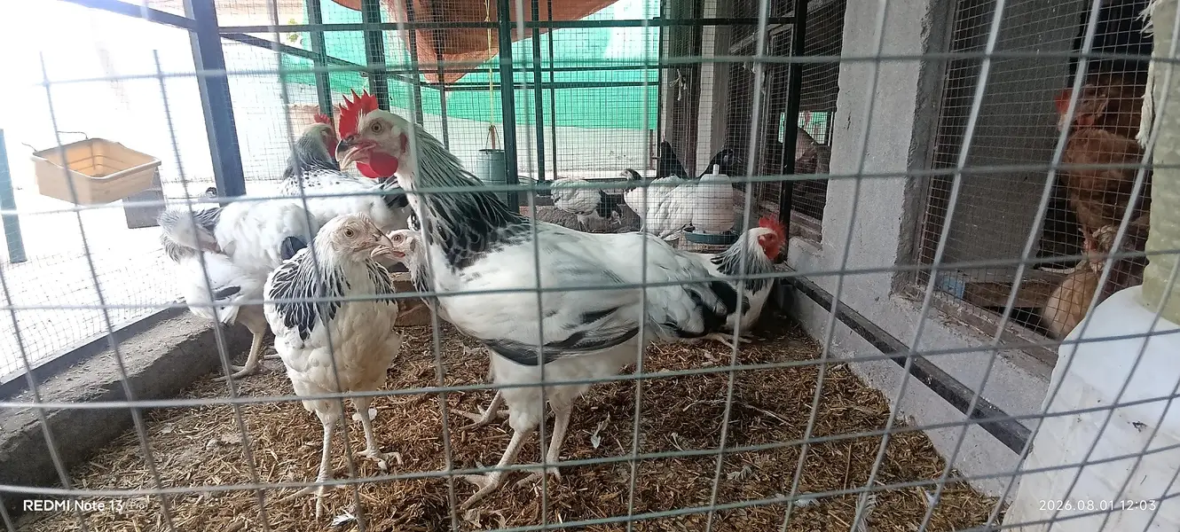 healthy birds no advance money — photo 9