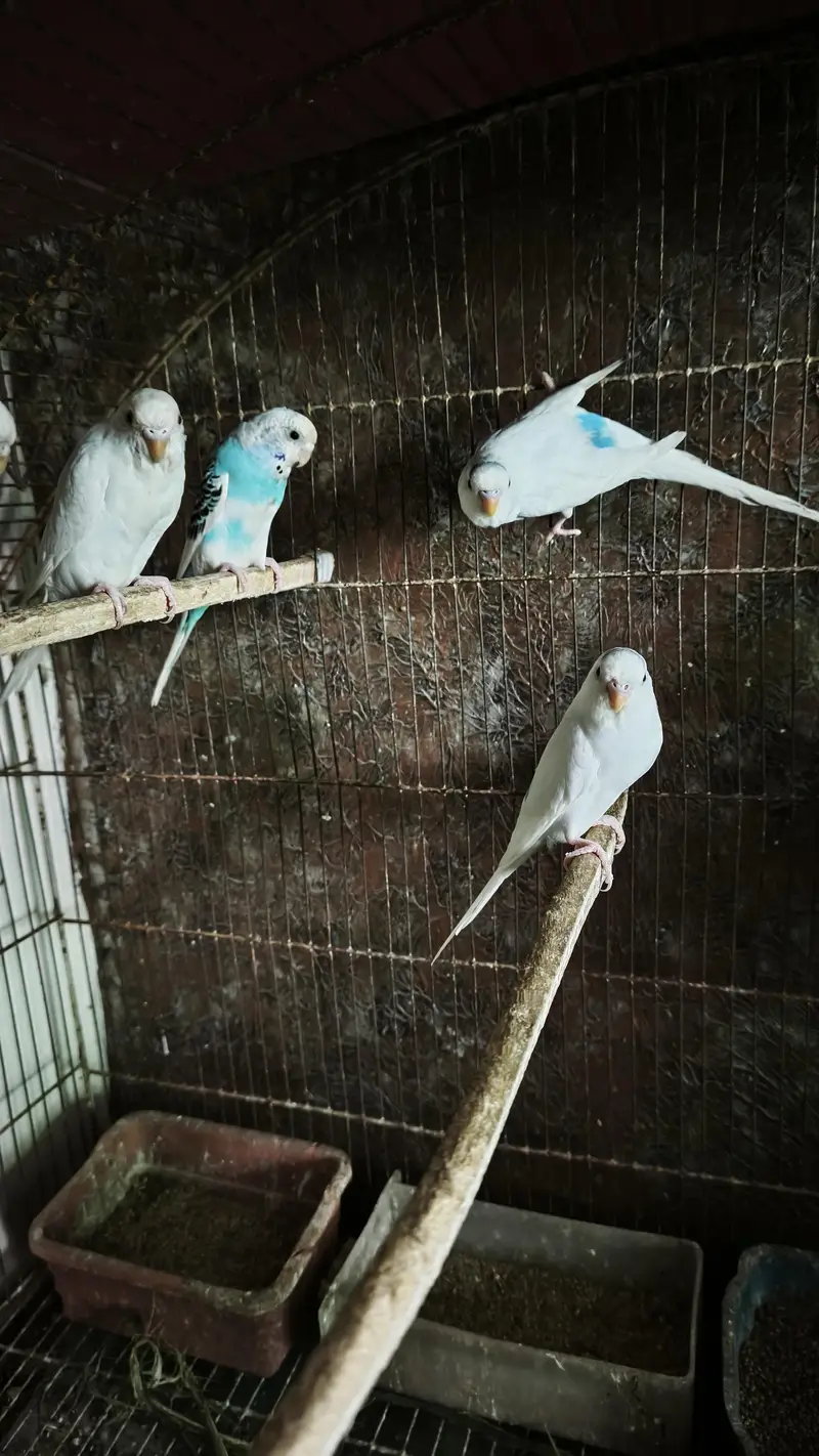 Australian Pairs For Urgent Sale — photo 2