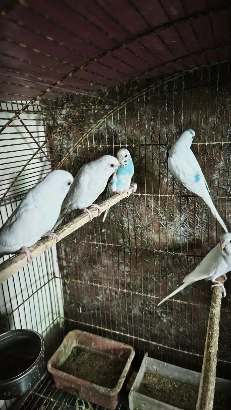 Australian Pairs For Urgent Sale — photo 3
