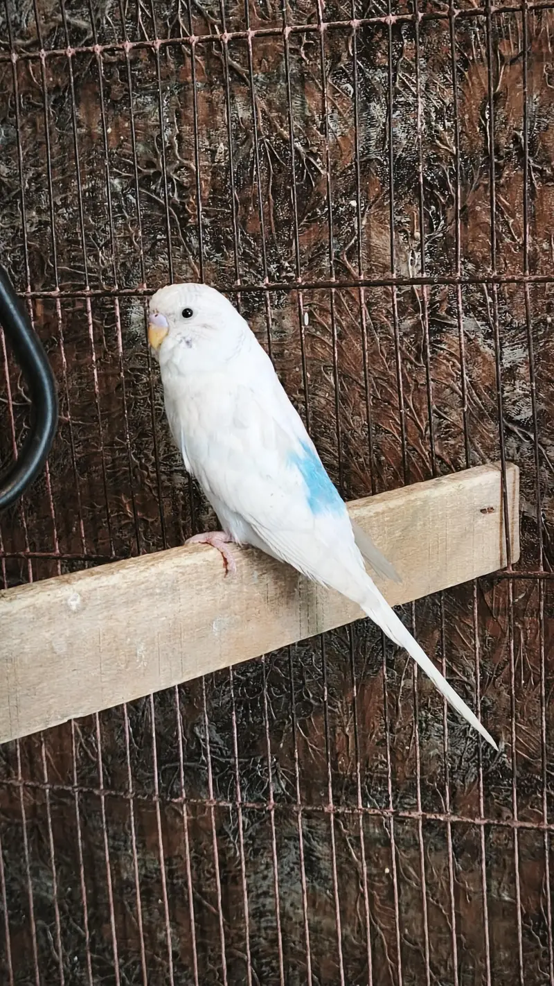 Australian Pairs For Urgent Sale — photo 7
