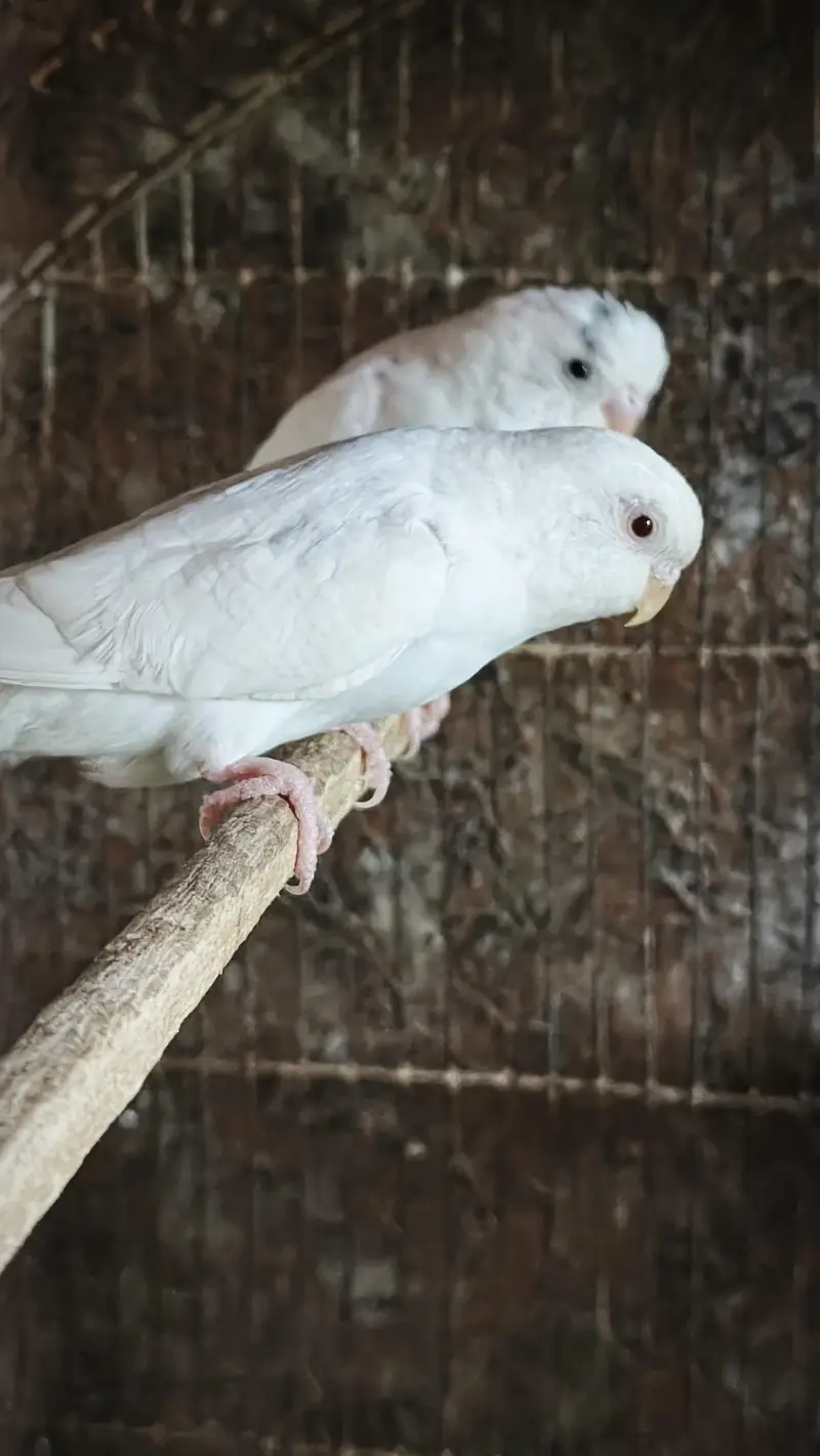 Australian Pairs For Urgent Sale — photo 8