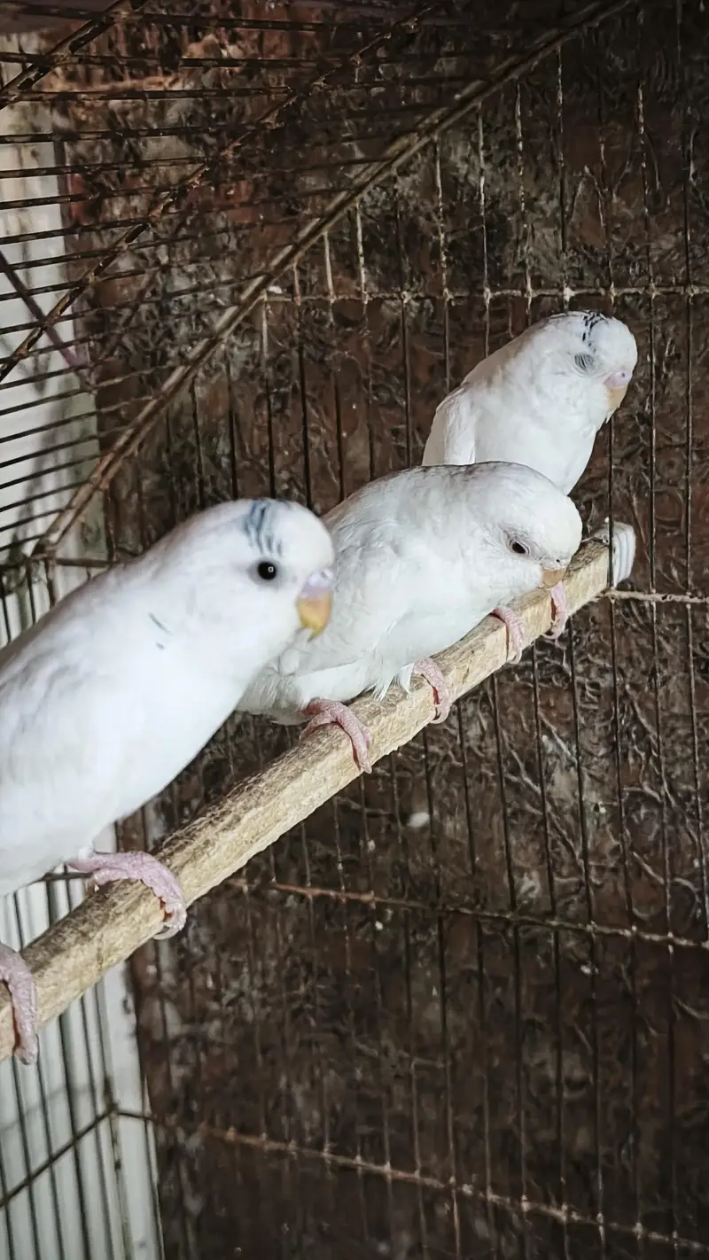 Australian Pairs For Urgent Sale — photo 10
