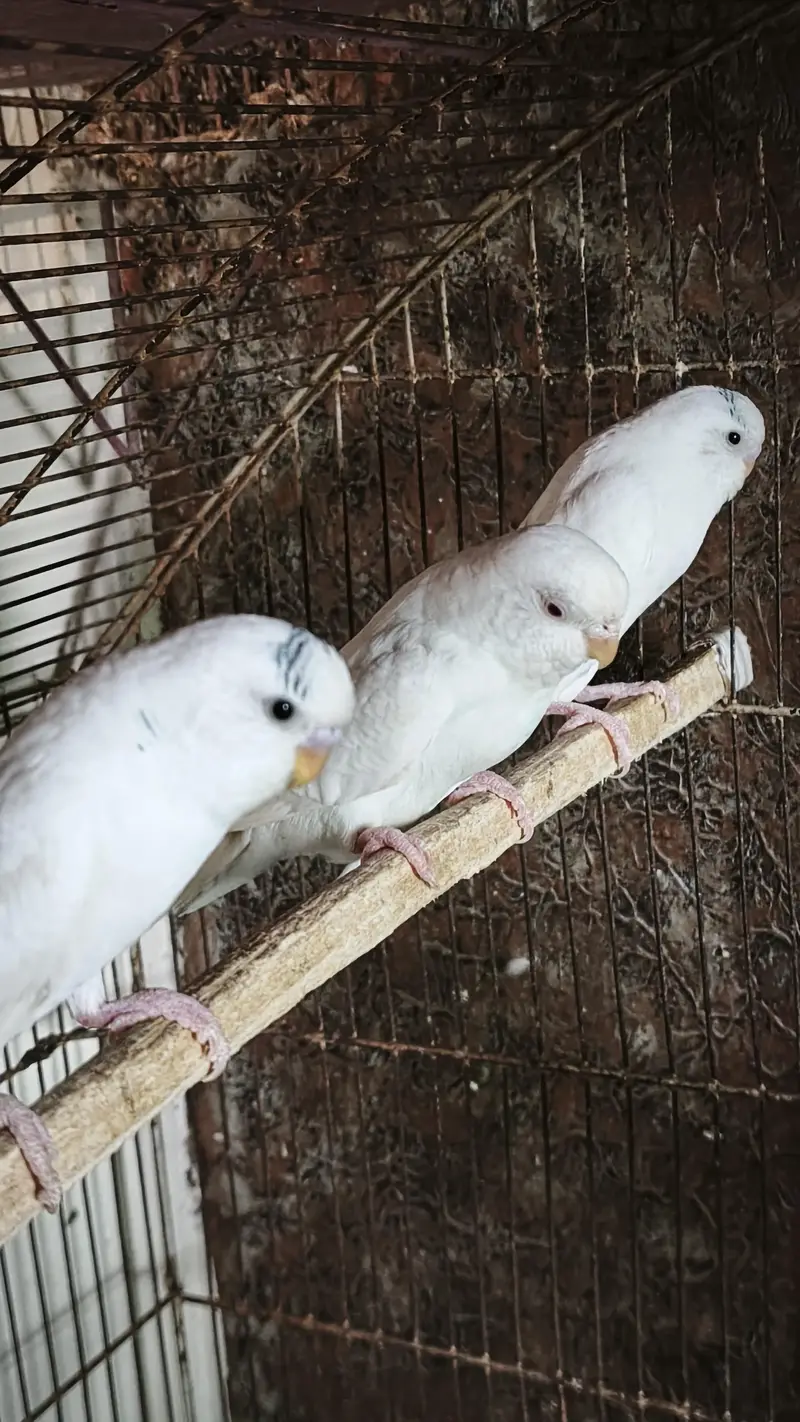 Australian Pairs For Urgent Sale — photo 12