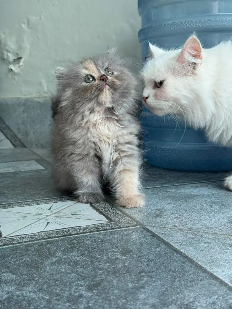 High quality kitten available — photo 2