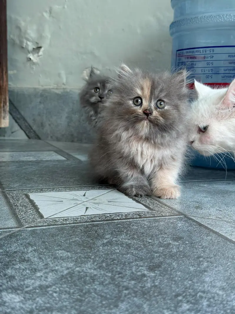 High quality kitten available — photo 3