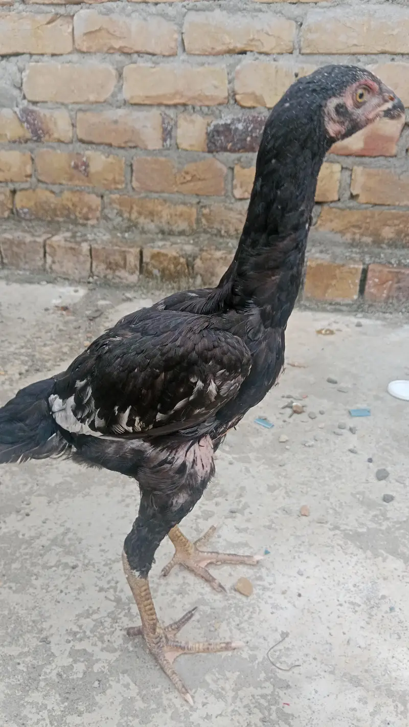 shamo checks — photo 2