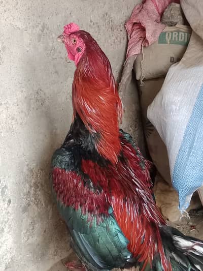 COOK FOR SALE