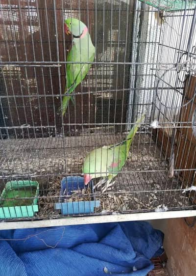kashmiri raw parrots for sale