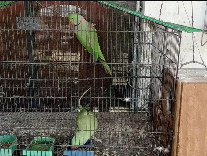 kashmiri raw parrots for sale — photo 2