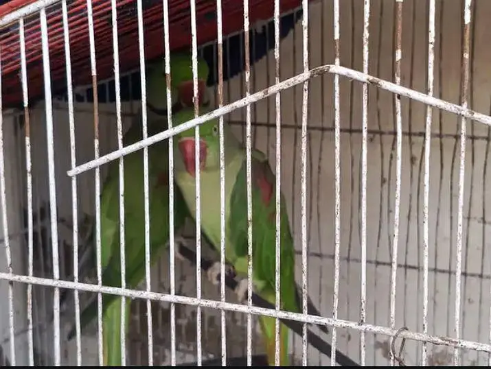 kashmiri raw parrots for sale — photo 3