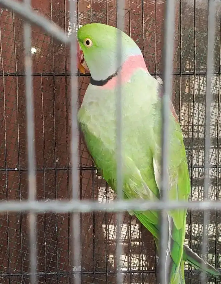 kashmiri raw parrots for sale — photo 4