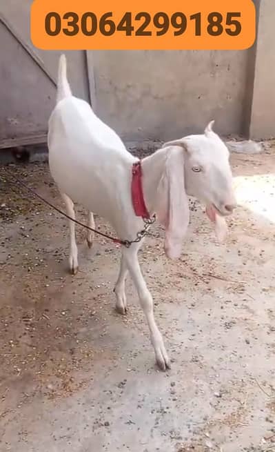 female goat for sale
