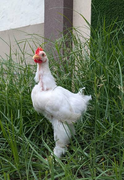 White Bentum Male  0324 8531614