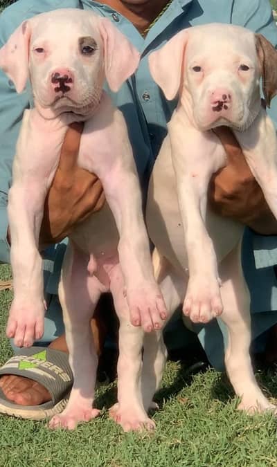 kohati gultair / pink nose /  kohati gultair pair for sale