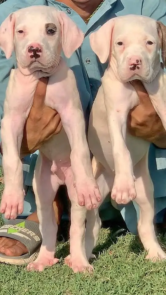 kohati gultair / pink nose /  kohati gultair pair for sale — photo 2