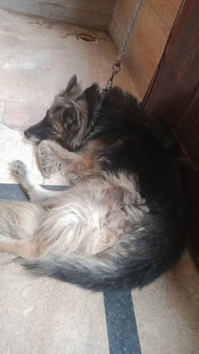 i have a beautiful German shepherd female long coat for sale