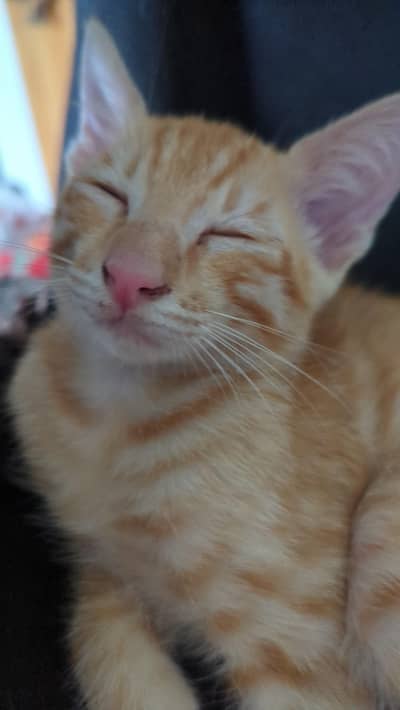 Kitten for adoption