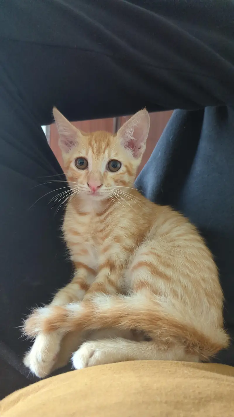 Kitten for adoption — photo 2