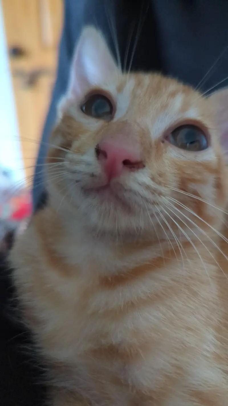Kitten for adoption — photo 3