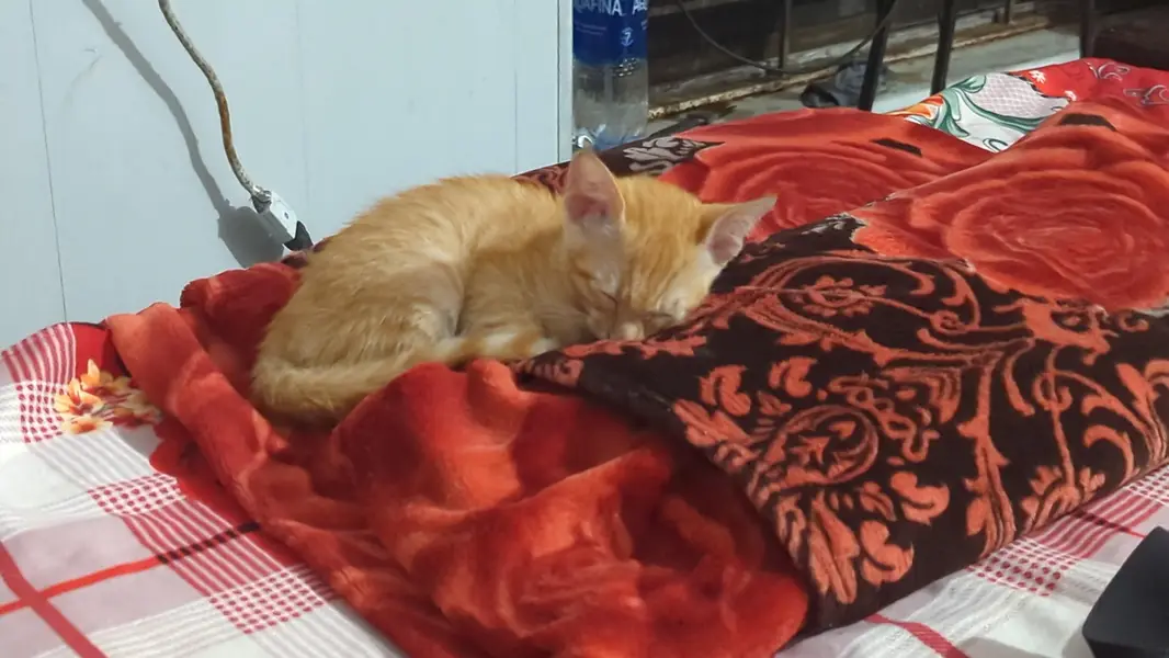 Kitten for adoption — photo 4