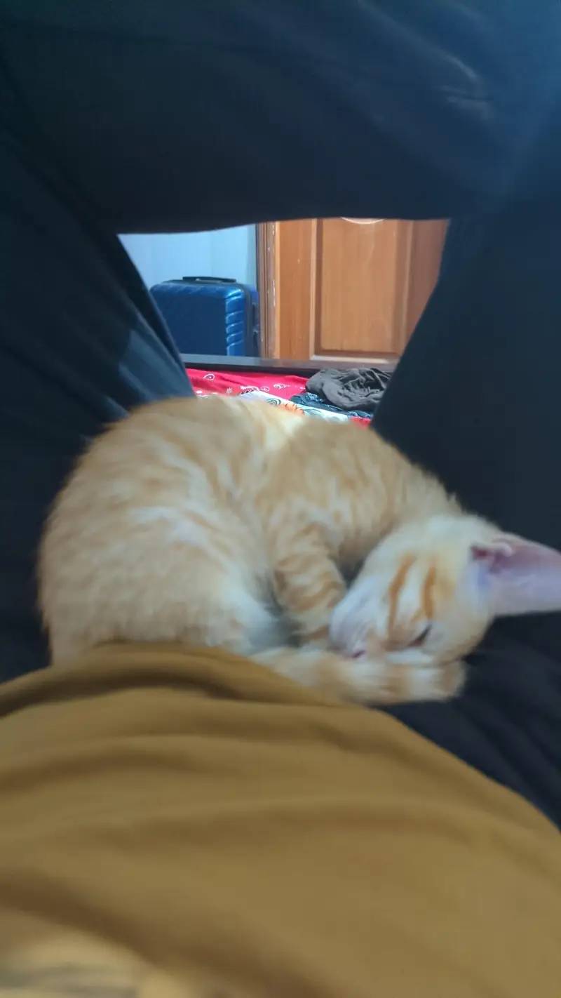 Kitten for adoption — photo 5