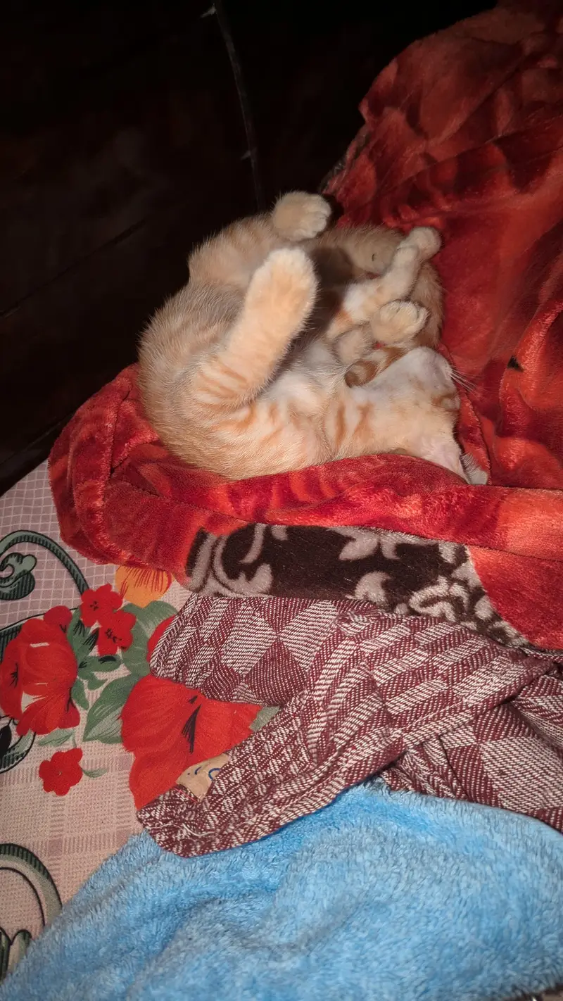 Kitten for adoption — photo 6