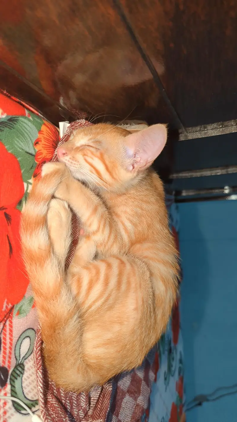 Kitten for adoption — photo 7