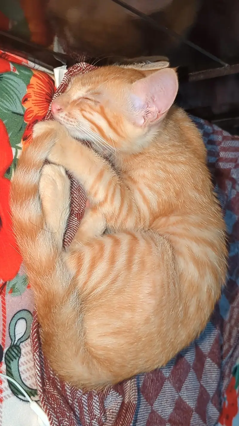 Kitten for adoption — photo 8
