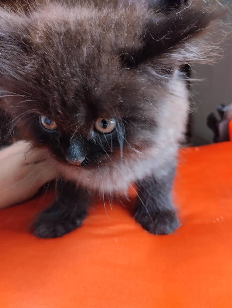 cute kittens 7