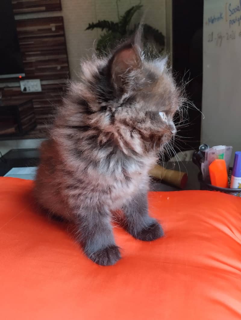 cute kittens 8
