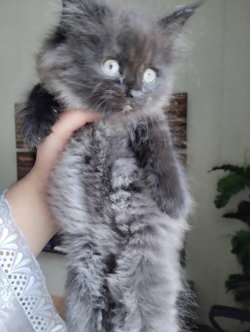 cute kittens 9