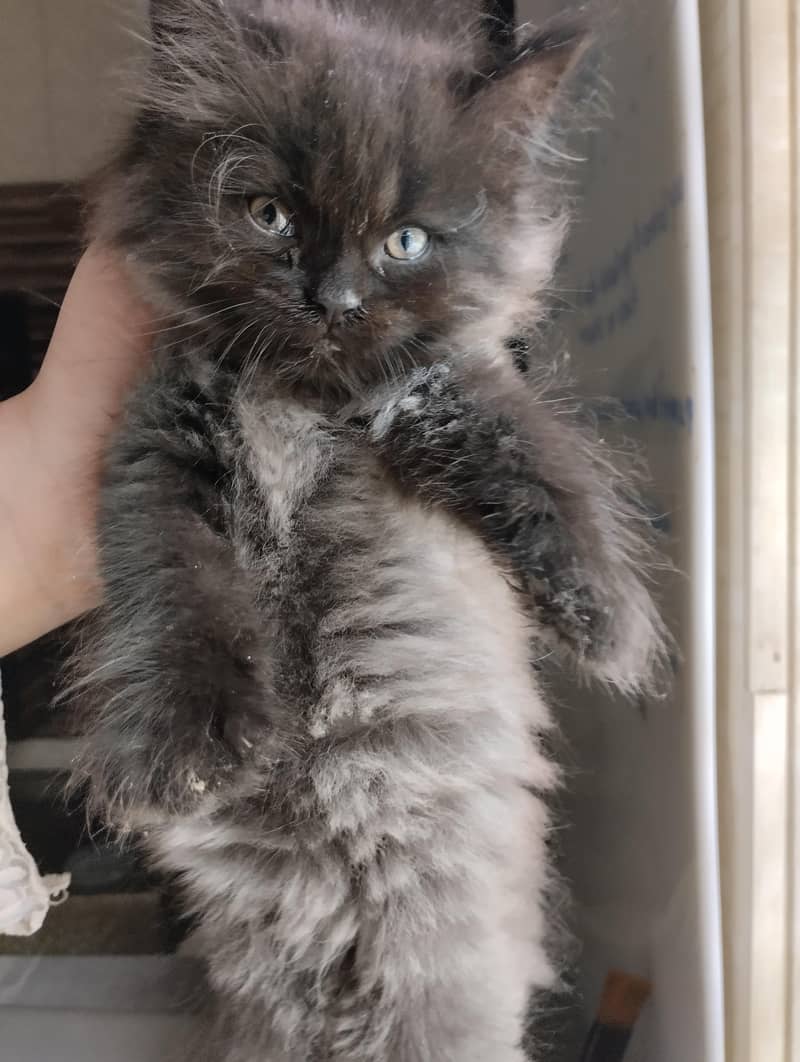 cute kittens 10