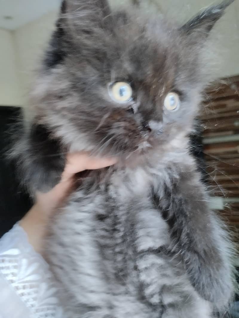 cute kittens 11