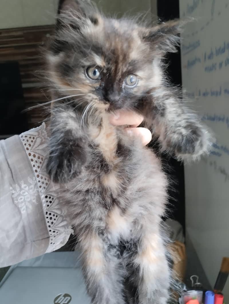 cute kittens 12