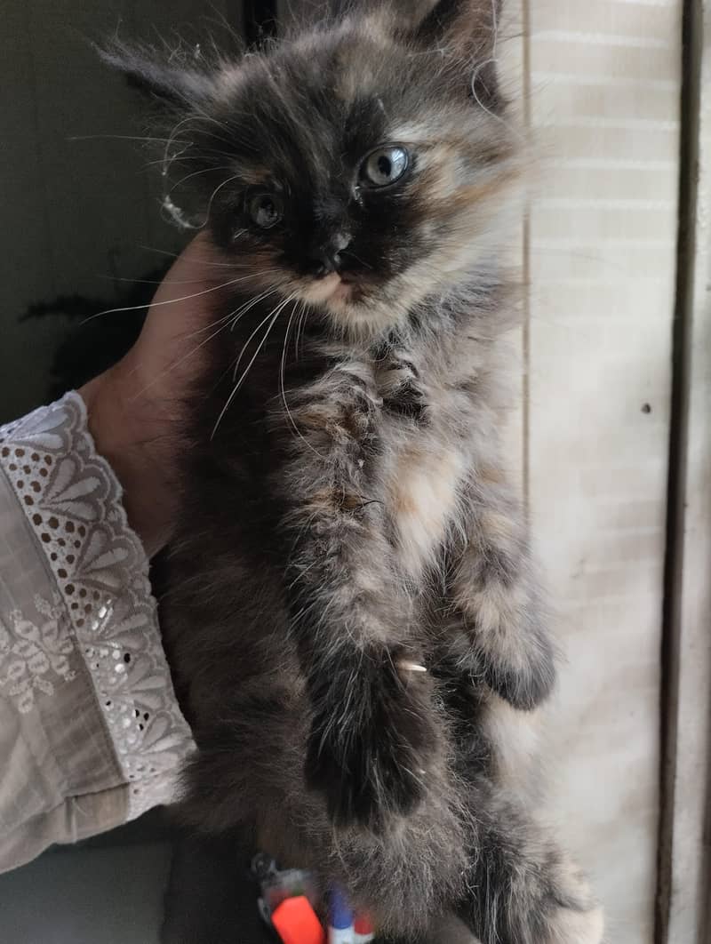 cute kittens 13