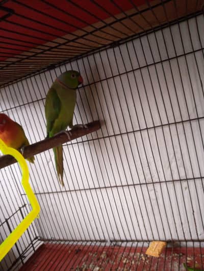 green parrot for sale ha