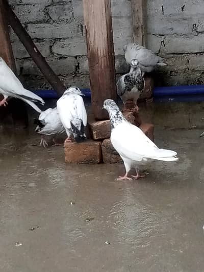 35wali female
