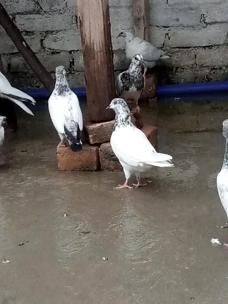 35wali female — photo 2
