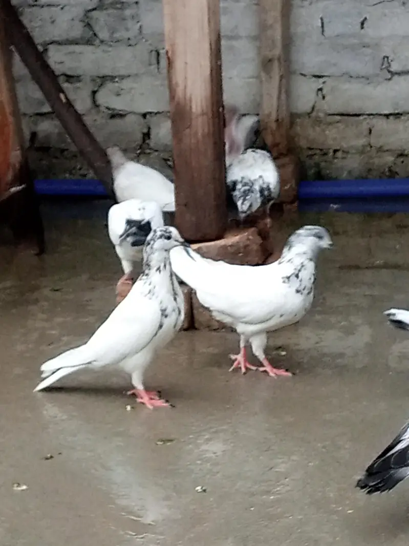 35wali female — photo 3