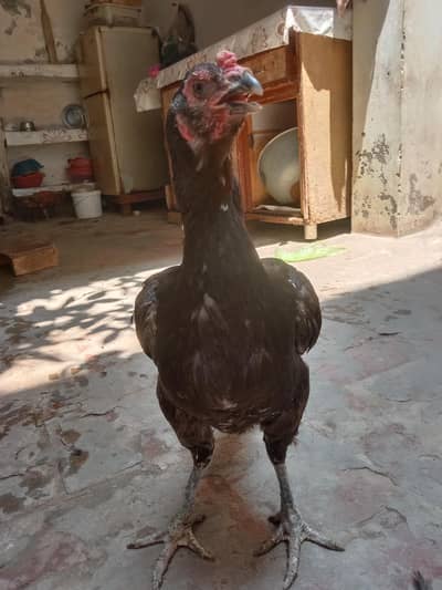 Aseel hen female fo sale