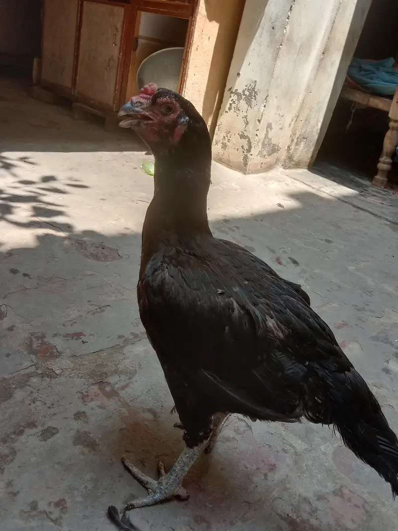 Aseel hen female fo sale — photo 2