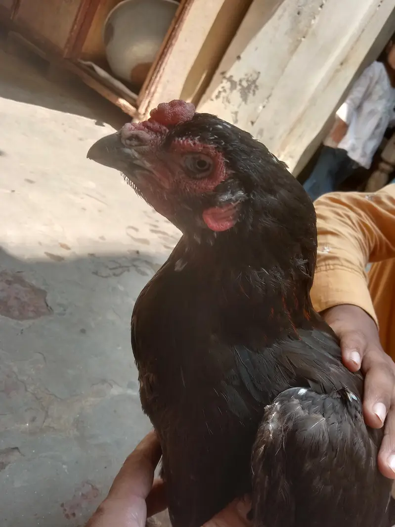 Aseel hen female fo sale — photo 3