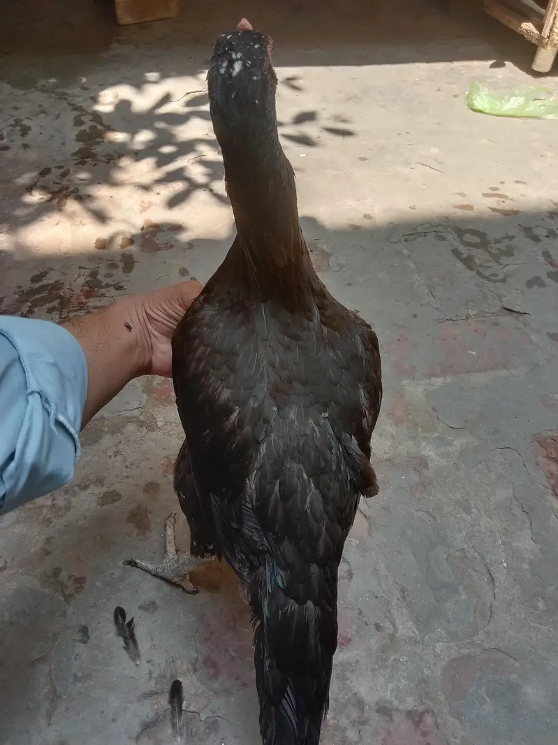 Aseel hen female fo sale — photo 4